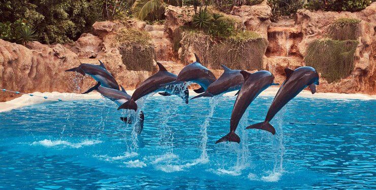 Dialogo entre Semarnat y Empty the Tanks, situación de delfines y animales en cautiverio en México