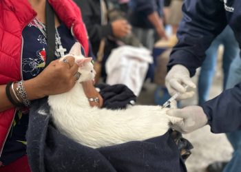 Refuerza Gobierno de la Ciudad jornadas de protección animal en colonias Vicente Suárez y Guadalupe Hidalgo