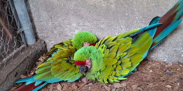 Guacamayas verdes y coyotes nacen en Flor del Bosque, es un ecosistema sano que alberga vida