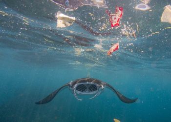 Guterres pide el fin del “saqueo” de los océanos en la apertura de la cumbre de la ONU en Francia