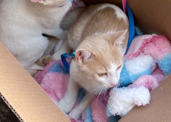 Llevan servicios a través de Jornadas de Atención Animal a cuatro colonias de Puebla