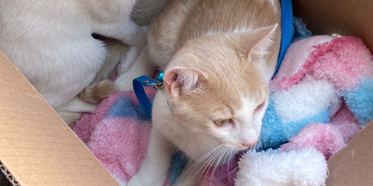 Llevan servicios a través de Jornadas de Atención Animal a cuatro colonias de Puebla