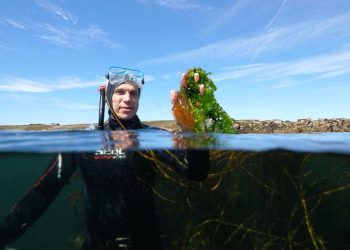 Oro verde bajo las olas: Cómo las algas podrían salvar el mundo