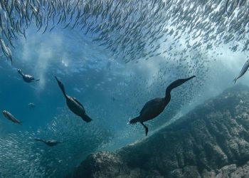 La cumbre de la ONU sobre los océanos se clausura en Niza con una oleada de compromisos