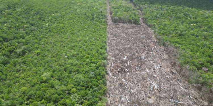Clausura Profepa desmonte ilegalde selva en Yucatán, Campeche y Quintana Roo