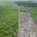 Clausura Profepa desmonte ilegalde selva en Yucatán, Campeche y Quintana Roo