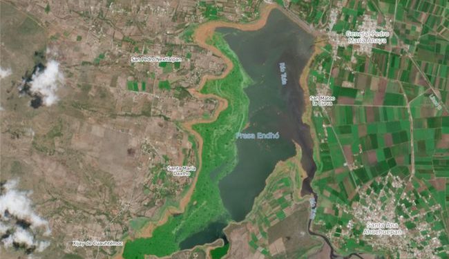 Avance del 50% en el retiro de lirio acuático en la presa Endhó: Semarnat