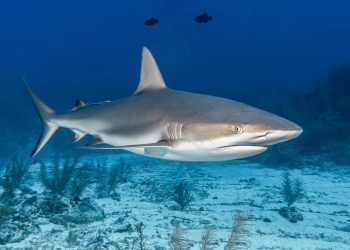 Denuncia Profepa intento de exportar 2 mil 433 kilos de aletas de tiburón de especies protegidas