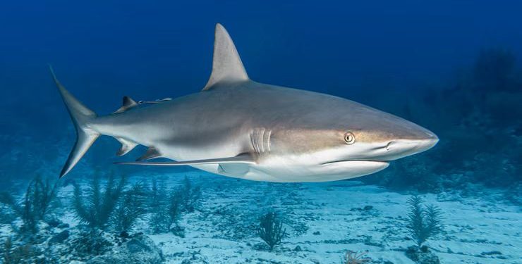 Denuncia Profepa intento de exportar 2 mil 433 kilos de aletas de tiburón de especies protegidas