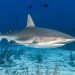 Denuncia Profepa intento de exportar 2 mil 433 kilos de aletas de tiburón de especies protegidas