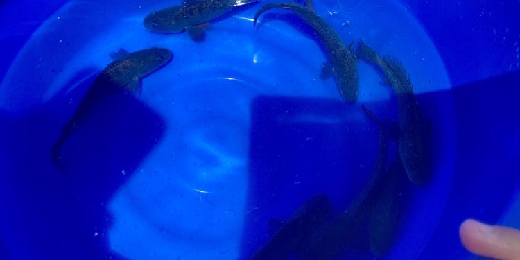 Informa Semarnat sobre liberación de 40 mil crías de totoaba en Baja California Sur