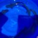 Informa Semarnat sobre liberación de 40 mil crías de totoaba en Baja California Sur