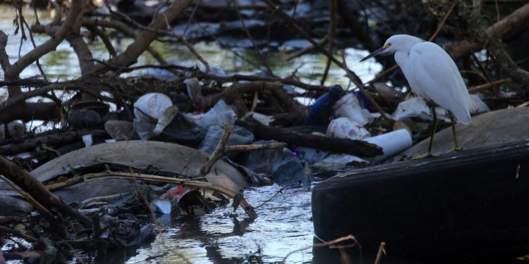 Necesarias, iniciativas colectivas poner fin a la contaminación por plásticos: UAM