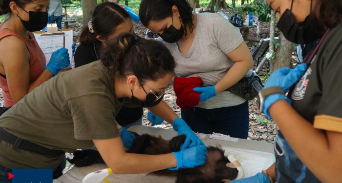UPAEP investiga salud de monos aulladores sobrevivientes tras mortandad masiva en 2024