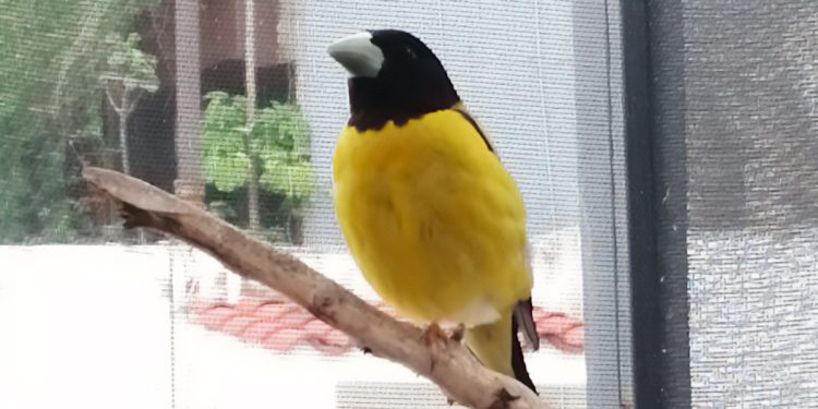 Asegura Profepa 43 aves silvestres en colonia Condesa, CDMX