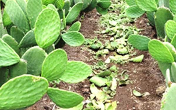 Investigan la manera más rápida para obtener biogás a partir de residuos de nopal
