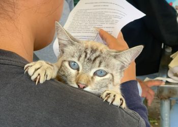 Jornadas de Protección Animal benefician a más colonias de la capital poblana