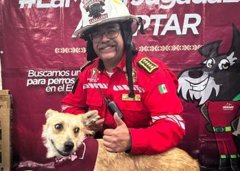 Perros sin hogar encuentran familia en jornada de adopción del Gobierno del EdoMex