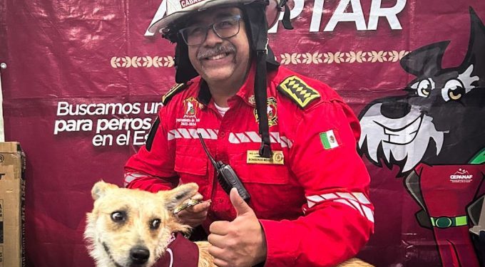 Perros sin hogar encuentran familia en jornada de adopción del Gobierno del EdoMex