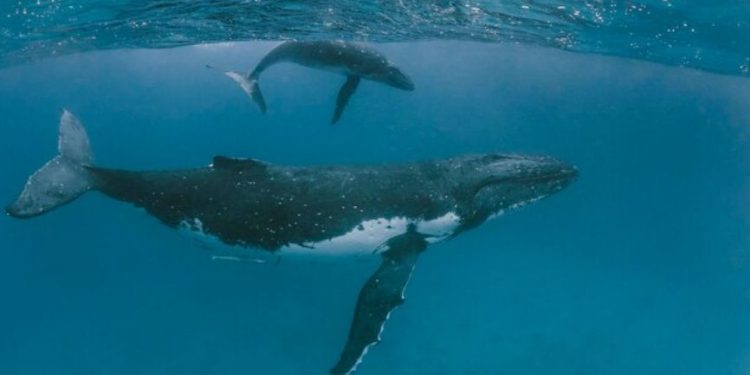 Día Mundial de las Ballenas y los Delfines