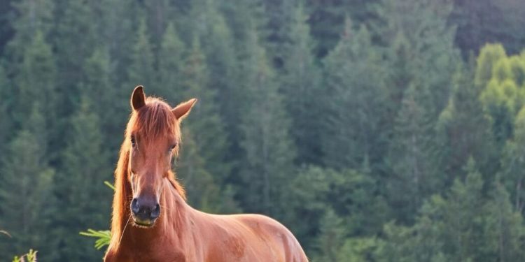 Día Mundial del Caballo