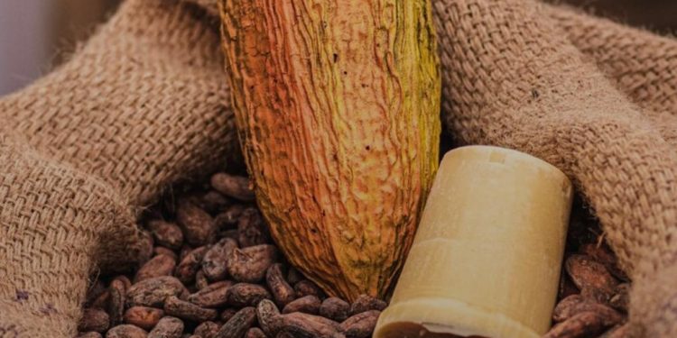 Día Mundial del Cacao