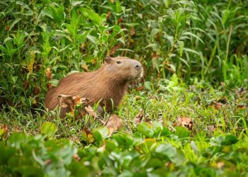Día Mundial del Cacao