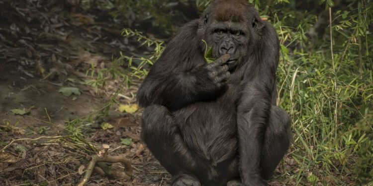 Día Mundial del Chimpancé