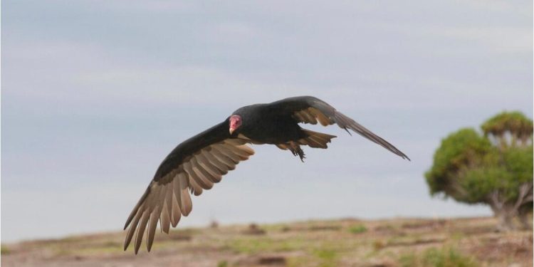 Día Internacional de la Conservación del Suelo