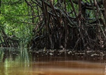 Día Internacional de conservación del Ecosistema de Manglares