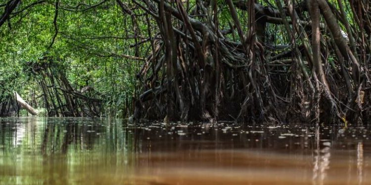 Día Internacional de conservación del Ecosistema de Manglares