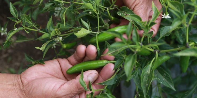La UAM, comprometida con el fortalecimiento de la justicia alimentaria en México