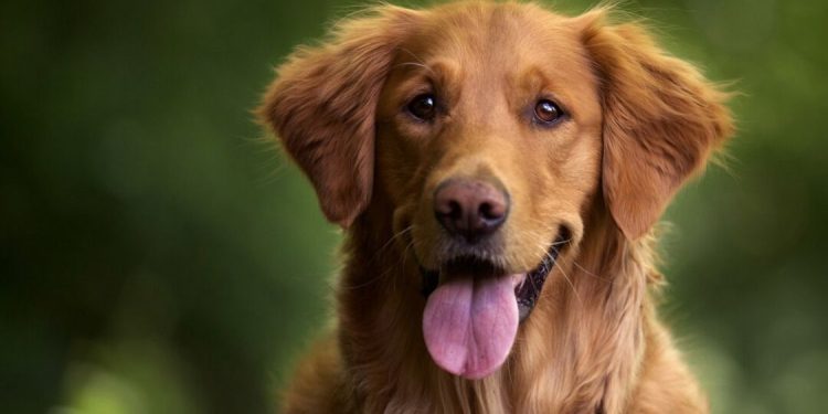 Día Mundial del Perro