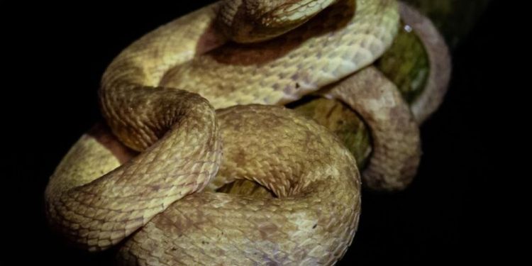 Día Mundial de la Serpiente