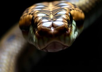 Día Mundial de la Serpiente