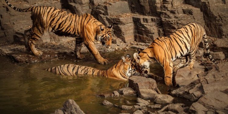 Día Internacional del Tigre