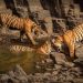 Día Internacional del Tigre
