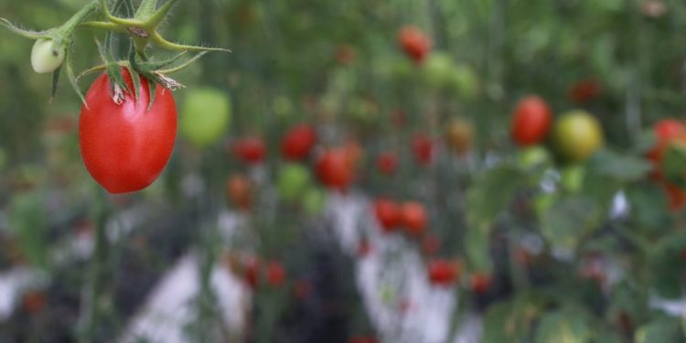 Prácticas agrícolas sostenibles, protegen recursos naturales y mitigan impactos negativos