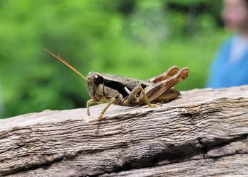 Más de 7,000 especies de insectos en las selvas secas de Chamela y Huatulco