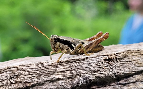 Más de 7,000 especies de insectos en las selvas secas de Chamela y Huatulco