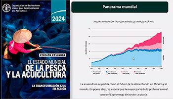 Alimentos marinos, alternativa para reducir el impacto ambiental: especialistas