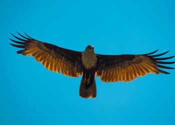 La Conanp fortalece conservación del águila real del Altiplano Mexicano y la Sierra Madre Oriental