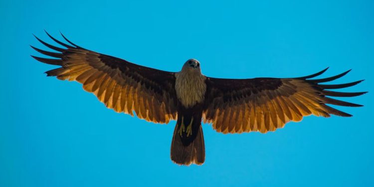 La Conanp fortalece conservación del águila real del Altiplano Mexicano y la Sierra Madre Oriental