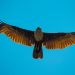 La Conanp fortalece conservación del águila real del Altiplano Mexicano y la Sierra Madre Oriental