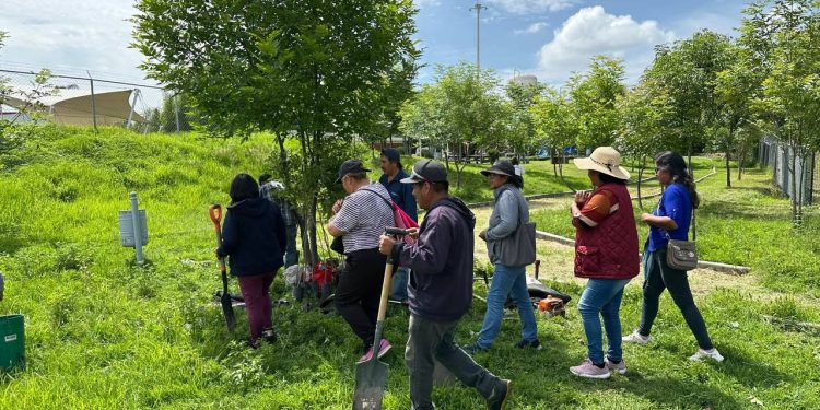 Refuerza Gobierno de la Ciudad reforestación en la capital con más de 964 árboles plantados