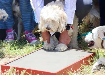 Seguridad para el bienestar animal