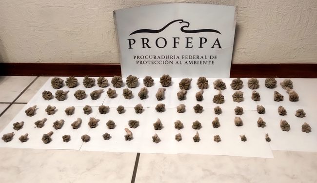 Asegura Profepa 73 biznagas y 2 ejemplares de fauna silvestre en paquetería de San Luis Potosí