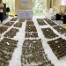 Profepa frustra importación ilegal de 2 mil 157 ejemplares de cactáceas procedentes de Chile