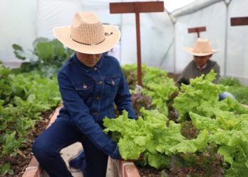 Secretaría del Campo impulsa huertos y jardines polinizadores protegen a la mariposa monarca