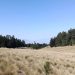 Convocatoria regional para la Restauración Forestal en la cuenca del Río Lerma-Santiago